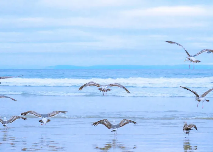 Duinland 249 Ferienhaus *